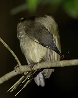 Rubbing: Lewin's Honeyeater