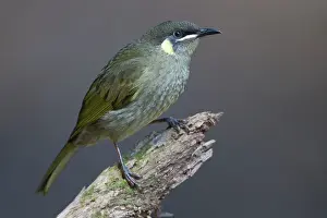 Honeyeaters: Lewin's Honeyeater