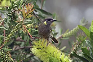 Bottlebrush: Lewin's Honeyeater
