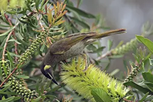 Bottlebrush: Lewin's Honeyeater