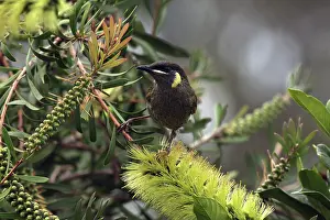 Bottlebrush: Lewin's Honeyeater
