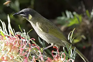 Meliphagidae: Lewin's honeyeater