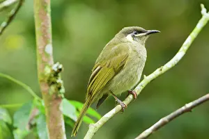 Lewinii: Lewins Honeyeater