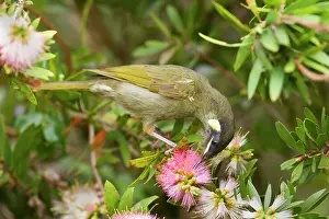 Callistemon: Lewin's Honeyeater - adult sits on a Bottle Brush
