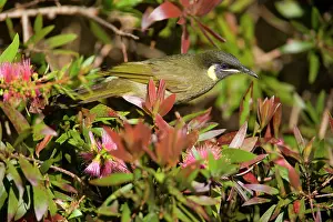 Callistemon: Lewin's Honeyeater - adult sits on a Bottle Brush
