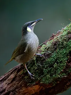 Honeyeater: Lewin's Honeyeater - perched on log in rainforest