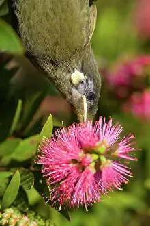Callistemon: Lewin's Honeyeater - portrait of an adult hanging