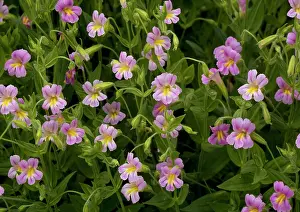 Lewisii: Lewis Monkey-flower - growing by mountain stream