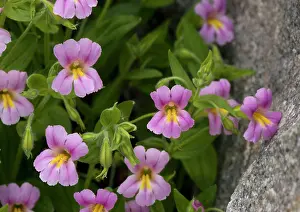 Lewisii: Lewis Monkey-flower - growing by mountain stream, close-up