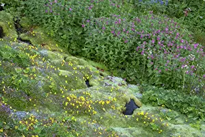 Lewisii: Lewis Monkeyflower and Mountain Monkeyflower (Mimulus