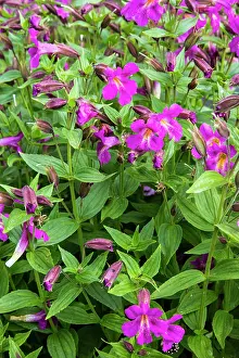 Lewis: Lewis Monkeyflowers along Lunch Creek in