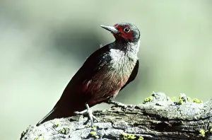 Melanerpes: Lewis Woodpecker