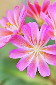 Cotyledon: Lewisia