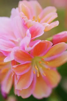 Cotyledon: Lewisia