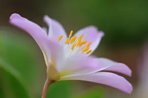 Rosea: Lewisia