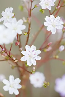 Columbian: Lewisia columbiana, Columbian lewisia, White, Perennial, Eve