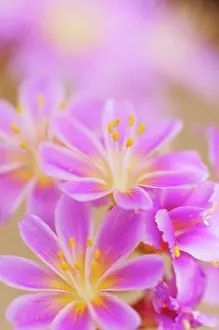Cotyledon: Lewisia, Siskiyou lewisia, Lewisia Cotyledon Hybrids, close