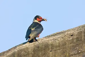 Lewis: Lewis's Woodpecker