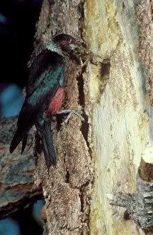 Lewis: Lewis's Woodpecker