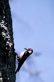 Melanerpes: Lewis's Woodpecker