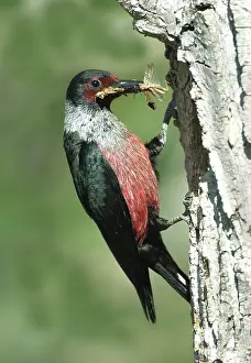 Melanerpes: Lewis's Woodpecker, grasshoppers in beak