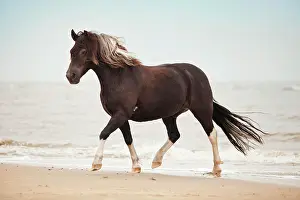 Equids: Lewitzer gelding, pony, running at a trot while