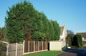 Leylandii: Leylandii - tall hedge