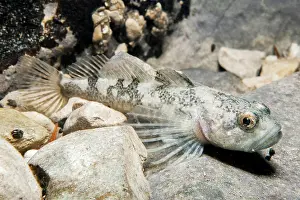 Hrault: Lez sculpin (Cottus petiti) endemic to the river