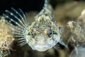 Hrault: Lez sculpin (Cottus petiti), portrait, endemic to