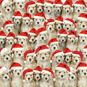 Lhasa: Lhasa Apso cross Shih Tzu Dog, puppies wearing Christmas