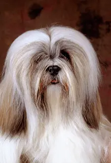 Beards: Lhasa Apso DOG - close-up of head