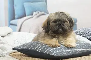 Lhasa: Lhasa Apso dog indoors in the living room