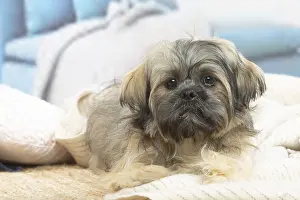 Lhasa: Lhasa Apso dog indoors in the living room