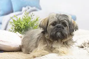 Lhasa: Lhasa Apso dog indoors in the living room