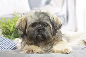 Lhasa: Lhasa Apso dog indoors in the living room