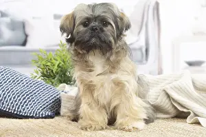 Lhasa: Lhasa Apso dog indoors in the living room