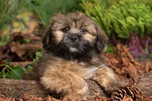 Apsos: Lhasa Apso dog outdoors in Autumn