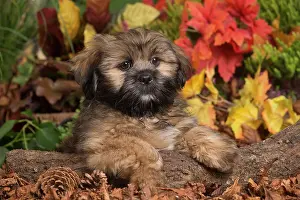 Apsos: Lhasa Apso dog outdoors in Autumn