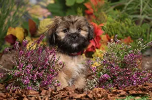 Apsos: Lhasa Apso dog outdoors in Autumn