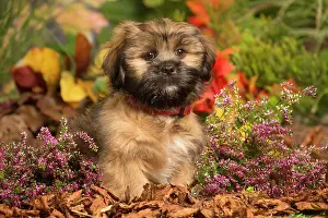 Apsos: Lhasa Apso dog outdoors in Autumn