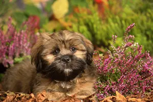 Apsos: Lhasa Apso dog outdoors in Autumn