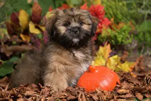 Lhasa: Lhasa Apso dog outdoors in Autumn