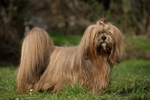 Apsos: Lhasa Apso dog outdoors in the garden