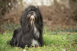 Apsos: Lhasa Apso dog outdoors in the garden