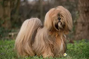 Apsos: Lhasa Apso dog outdoors in the garden