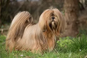 Apsos: Lhasa Apso dog outdoors in the garden