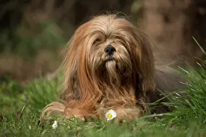 Apsos: Lhasa Apso dog outdoors in the garden