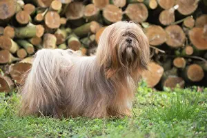 Apsos: Lhasa Apso dog outdoors in the garden