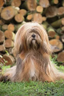 Apsos: Lhasa Apso dog outdoors in the garden