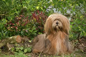 Apsos: Lhasa Apso dog outdoors in the garden